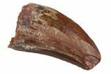 Bargain, Juvenile Carcharodontosaurus Tooth - Feeding Worn #192656-1
